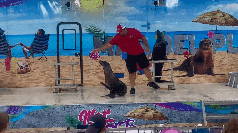 Sea Lion Show