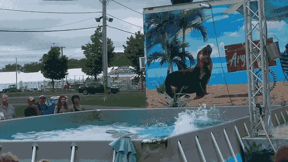 Sea Lion Show