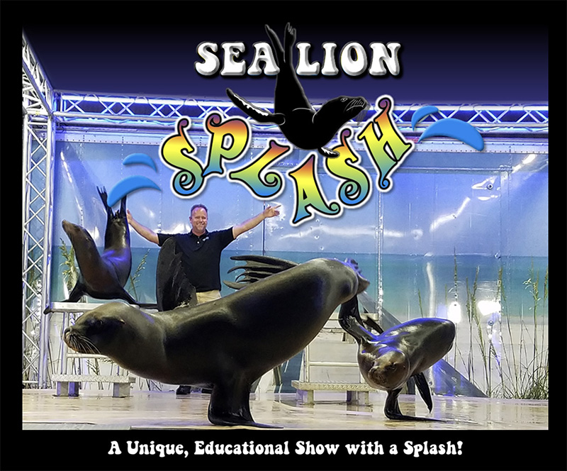 Sea Lion Splash